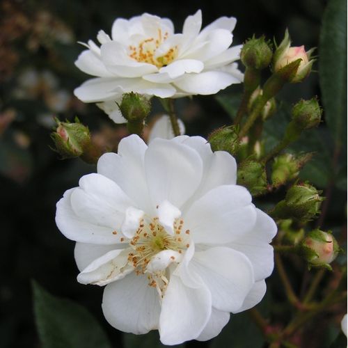 Rosa Guirlande d'Amour® - alb - Trandafir copac cu trunchi înalt - cu flori mărunți - coroană tufiș